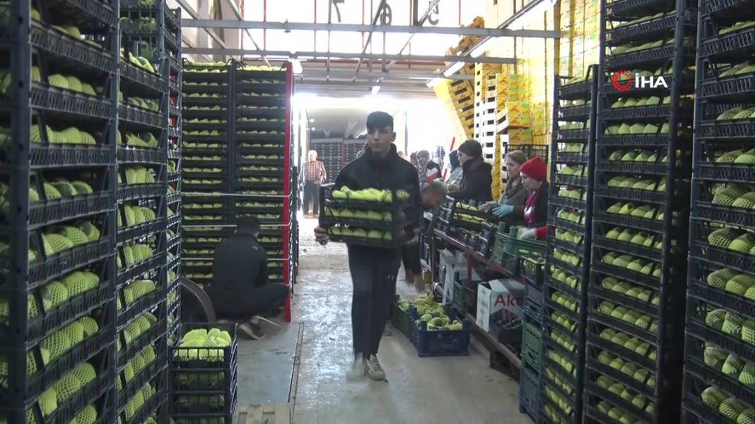 Talebe yetişemiyorlar, adeta yok satıyor! O ilimizde yerli tropikal meyve hasadı başladı 11